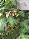 week 5: closeup - flowering, but no tomatoes...