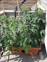 week 6: still lots of flowers, no tomatoes happening...