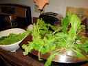 day 24 harvest pre-aphid removal