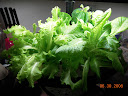heat salad, day 24