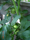 week 8: ~dozen little tomatoes on Bonnie's indet - needed hand-pollination :(