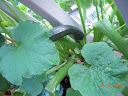 collapsed zucchini close-up