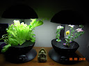 lettuce 4 weeks, flowers still blooming