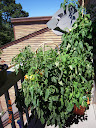 tomato growbox near its peak (after a storm, tho)