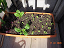 greens growbox2, spinach, beet, chard, toy choi