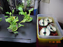 Planting day, outrider oriental greens