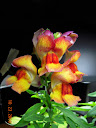 snapdragon closeup - probably "candy corn" pattern