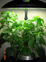 12.5 weeks, before ko'd middle yellow pepper