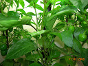 12.5 weeks closeup of the non-performing middle plant.