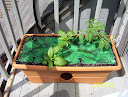 week 0: tomato growbox - spinach, bonnie's original tomato, bush bean, chard (back left)