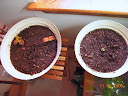 coleus and stevia, a couple days after potting