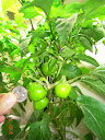 13.5 weeks, mini red bell - lots of fruit