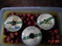 1 week red curl lettuce, bimitas no-show, amaranth no-grow