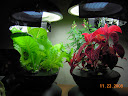 13 weeks, snapdragon blooming again