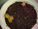 dawdling coleus houseplant project