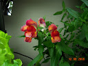 Snapdragon blooms after switched back to AG Large nutrient tab - more vivid color