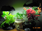 17 weeks coleus/snaps, 10.5 weeks rear lettuce, 3 weeks fragrant choi and outrider komatsuna