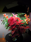 17 week coleus / snaps - all new blossoms