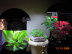 16 weeks coleus&snaps, 2 week outrider greens (just made outrider), 9.5 weeks rear lettuces.