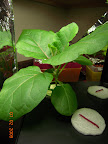 5 weeks eggplant