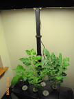 5 weeks:  how tall plants are vs. Deluxe max height.