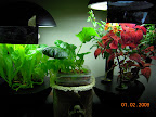 Mini / outrider gardens, as they usually look.