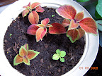 ery slow coleus project... the one front seedling might amount to something... bigger ones are clones of single plant.