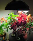 21 weeks: snapdragon-coleus garden ailing