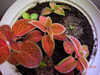 Coleus seedlings definitely growing now, inc. triple-leaf mutation