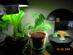 Mini array. Romaines gradually bolting.