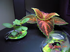 Snapdragon, coleus, monkey flower.