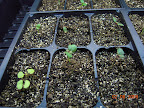 19 days: coleus bottom left, snapdragons.