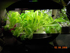Lettuce pro100 & outriders - much happier after truncheon!