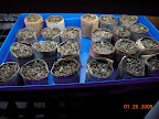 3 weeks pansy seedlings - mold will not die on the pots. :(