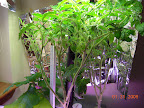 9 weeks eggplant - kibits - roma tomato