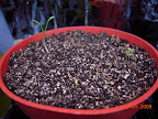 3 spinach, 7 days from planting (planted 4 seeds, baby leaf & bloomsdale longstanding).