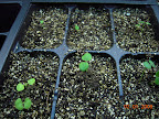12-day-old transplants, coleus lower left, rest terracotta snapdragons.
