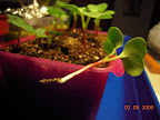 12 days, first radish thinning
