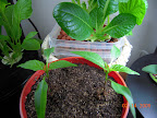 3.5 week carmen pepper + komatsuna outrider