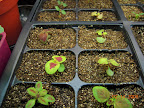 3.5 weeks coleus, on seedling shelf (bottom left mutation is 3 months old).