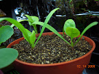 3 week spinach