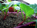 20 day radish - slight stem flair