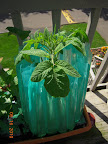 7 week brandy boy tomato