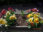 pansies and really slow mediterranean trailing vinca