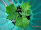 8 week gretel eggplant, freshly transplanted