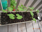 4 week bush beans