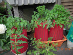 8 week razzleberry & buck's county, 9 week early girl tomatoes. First flowers.