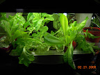 Korean red curl outrider - amaranth & lettuce - tomato seedling for kozy coats planting.