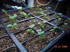 Seedlings: 6-week pansies coming along nicely.