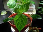 Pepper seedling closeup - for kozy coat outside ~ April 1.